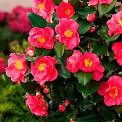 How to Plant and Grow Camellia