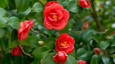 Дерево CAMELIA JAPONICA DOUBLE НОВЫЙ H130 искусственный цветение tergal  красивое качество VEGETAL SHOP