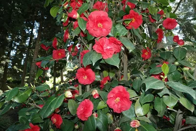 Mom's Camelia Tree | The Camelia tree at the 100 year old ho… | Flickr