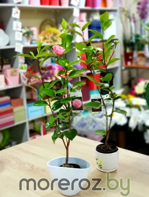 How to Plant and Grow Camellia