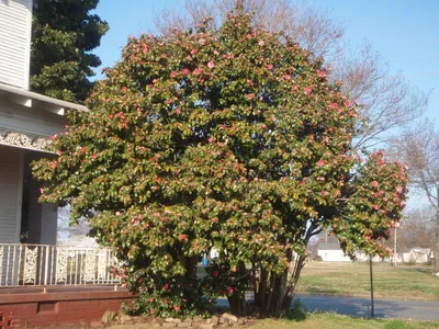 Camellia japonica Rosa Perfecta (Camellia) Practicality Brown
