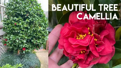 Pin on Camellia