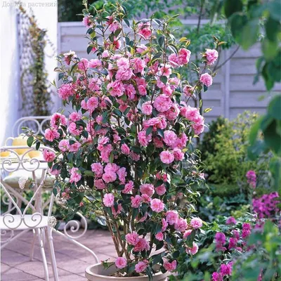 Дерево Камелия японская розовая (искусственная) Nieuwkoop Europe - Купить с  доставкой в интернет-магазине Cashpo Design по выгодной цене