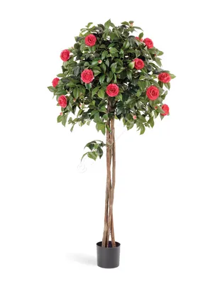 Камелия Японская (Camellia japonica) 50 см - купить в Минске с доставкой,  цена и фото в интернет-магазине Cvetok.by