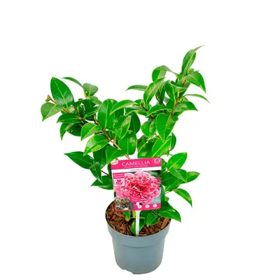 Камелия японская розовая Мэри Уильямс ⌀12 40 см купить в Москве с доставкой  | Магазин растений Bloom Story (Блум Стори)