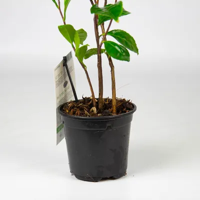Искусственные деревья Камелия 60 см красивое декоративное растение в  коричневом горшке (ID#870260956), цена: 727.70 ₴, купить на Prom.ua