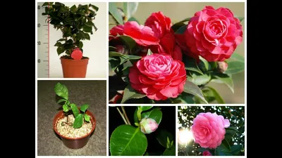 Камелия Японская (Camellia japonica) 50 см - купить в Минске с доставкой,  цена и фото в интернет-магазине Cvetok.by