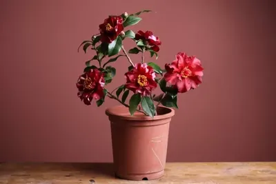 Камелия японская (Camellia japonica) куст 20л - Сочинский питомник  декоративных растений