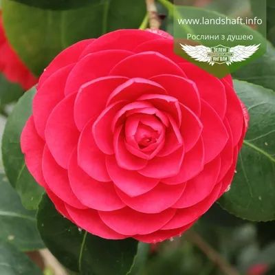 Debutante Camellia, Camellia japonica 'Debutante', Monrovia Plant