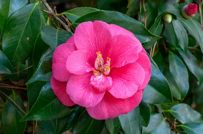 How to Grow and Care for Sasanqua Camellia