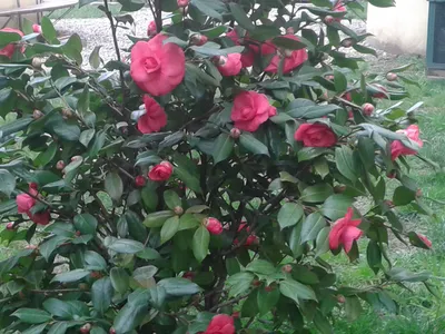 Camellia japonica, Камелия японская