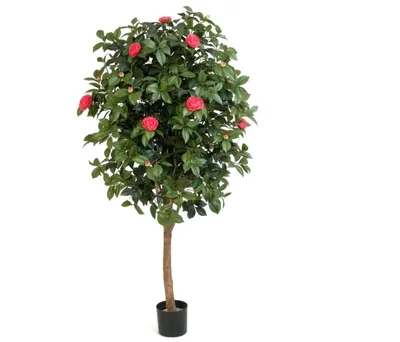 Camellia japonica - Wikipedia