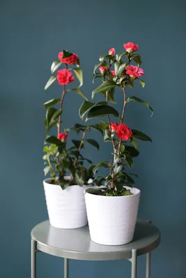 Camellia japonica, Japanese Camillia, Sigtuna, Sweden, North Europe,  Kamelia, Theaceae, theoid, camellia family Stock Photo - Alamy