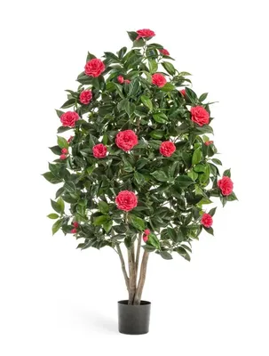 Camelia Japonica | SMARTGARDEN