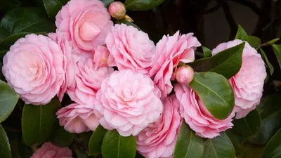 Camellia japonica 'Pink Perfection'