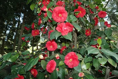 Japanese Camillia, Kamelia (Camellia japonica Stock Photo - Alamy