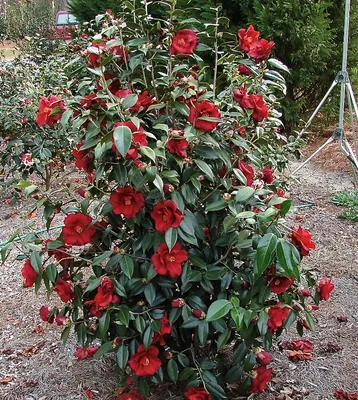 Коллекции растений ЦСБС СО РАН - Camellia japonica L. – Камелия японская