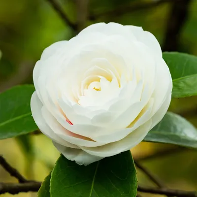 Buy Camellia japonica Pink P15 affordable | Gardens4You.eu