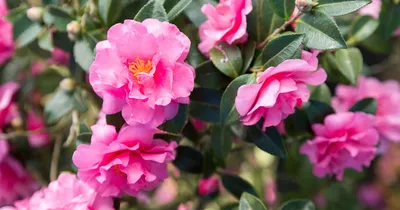 How To Grow And Care For Camellias