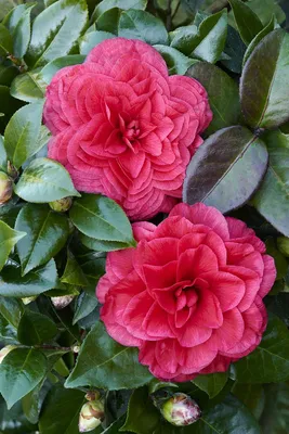 Camellia sasanqua - Wikipedia