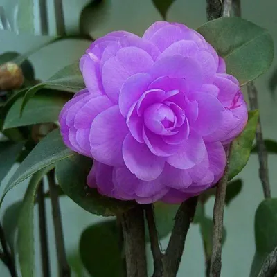 Camellia japonica 'Black Tie'