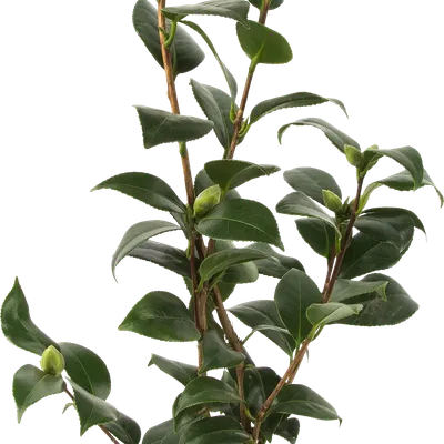Camellia japonica 'Royal Velvet' named camellia of the year - Nursery  Management