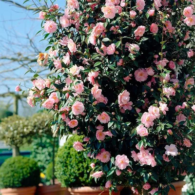 A Beginner's Guide to Growing a Camellia Bush | Birds and Blooms