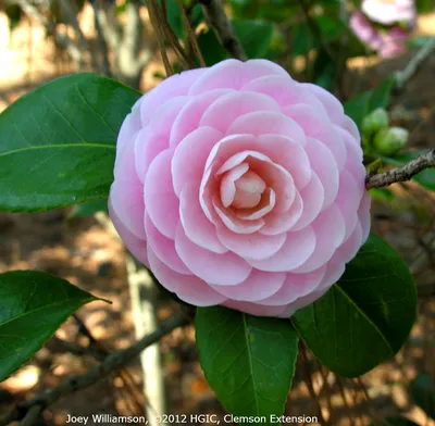 Alabama Beauty™ Camellia - Southern Living Plants