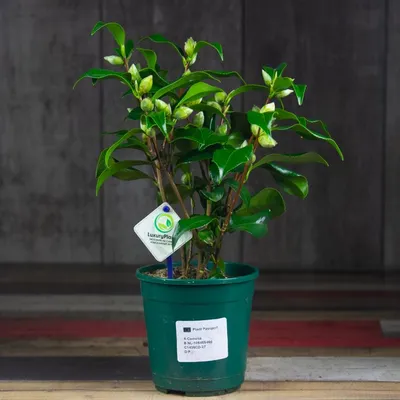 LAYER - CAMELLIA Fresh-cut Indoor Branches | layerny.com