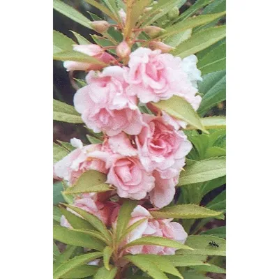Camellia sasanqua – Камелия сасанква — Bruns Pflanzen
