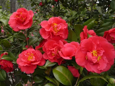 6 Little-Known Camellia Facts Explain Why This Shrub Is So Popular