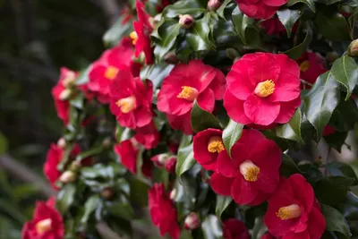 How to Grow Camellias