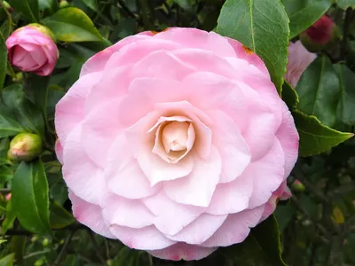 Camellia Fun Facts - Smith-Gilbert Gardens