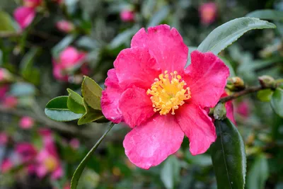 Camellia has no fragrance ? Blooming Camellias in London