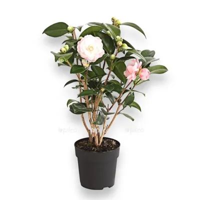 Камелия Японская Микс купить в Москве с доставкой в интернет магазине Pilea