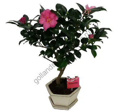 Камелия \"ЯПОНСКАЯ\" (Camellia japonica) 10 семян