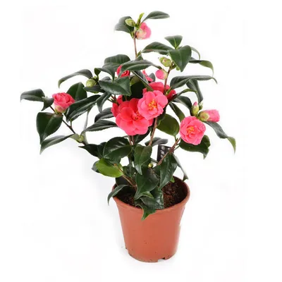 Камелия японская Camellia