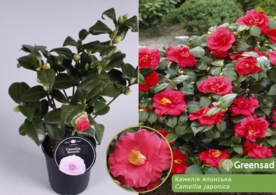 Camellia japonica 'Bonomiana (Bicolor)', Камелия японская 'Бономиана  (Биколор)'|landshaft.info