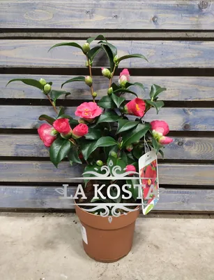 Камелия японская (Camellia japonica) купить в Киеве, цена — Greensad