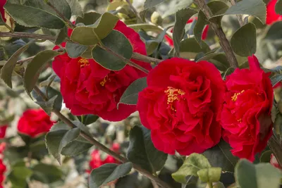 Камелия Японская (Camellia japonica) 50 см - купить в Минске с доставкой,  цена и фото в интернет-магазине Cvetok.by