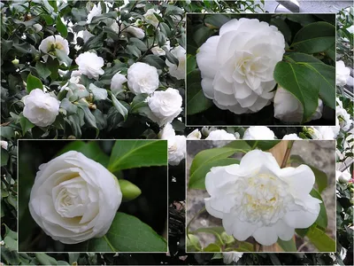 Экзотика для контейнеров : Camellia japonica Red — Камелия японская Red