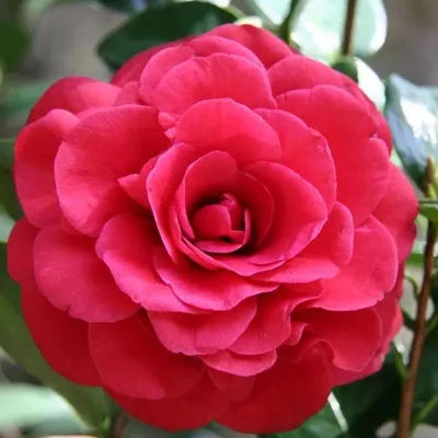 Камелии : Camellia japonica Nobilissima -Камелия японская Nobilissima