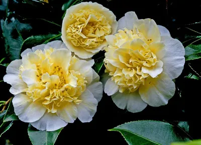 Камелия японская Lady Campbell - Камелия - GardenPlants