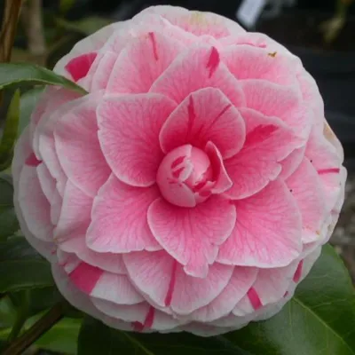 Camellia japonica 'Virginia Franco', Камелия японская 'Вирджиния Франко'