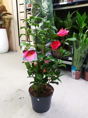 Камелия японская Бономиана с доставкой! 🌱 [810950]