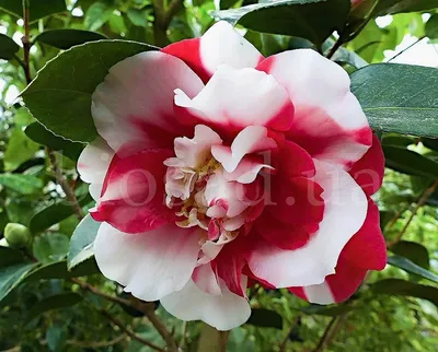 Камелия Японская Принцесса Бачиокки (Camellia Japonica Principessa  Baciocchi)