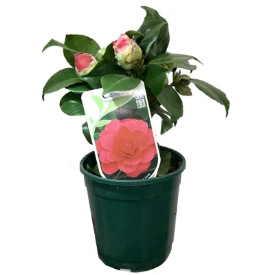 Камелия японская Dr. King - Камелия - GardenPlants