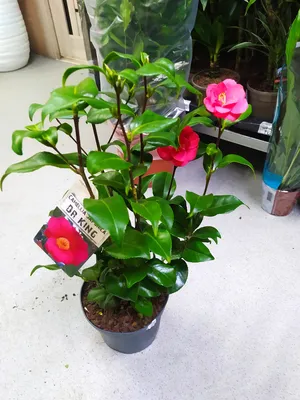 Коллекции растений ЦСБС СО РАН - Camellia japonica L. – Камелия японская