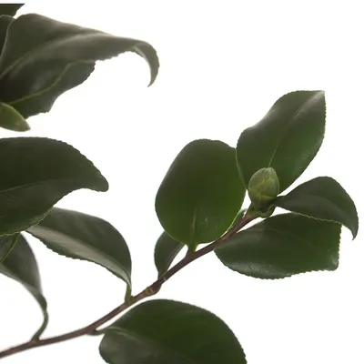 Camellia 'White Imperatrice' fornisce colori invernali, i fiori contrasta  fortemente con il verde scuro e cerosi di foglie Foto stock - Alamy