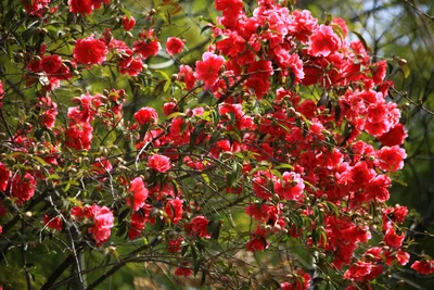 Camelia bianca imperatrice immagini e fotografie stock ad alta risoluzione  - Alamy